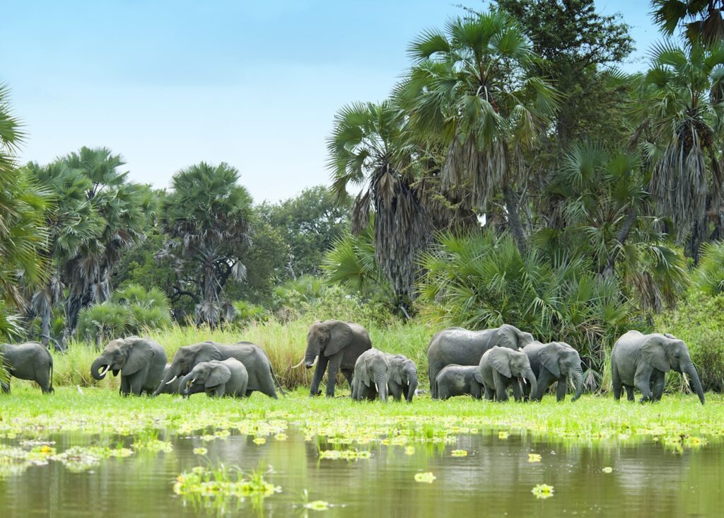 Nyerere National Park, Tanzania: The Ultimate Travel Guide