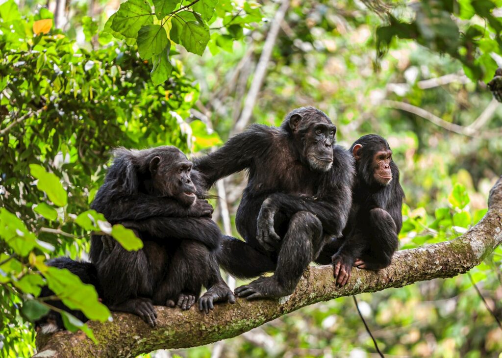 Mahale Mountains National Park, Tanzania: The Ultimate Travel Guide