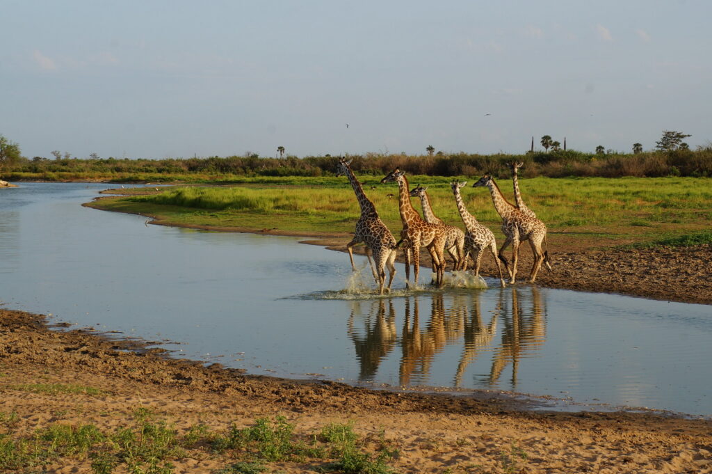 Nyerere National Park, Tanzania: The Ultimate Travel Guide