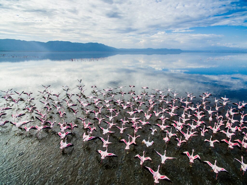 Flamingos and waterbirds at Lake Eyasi during rainy season