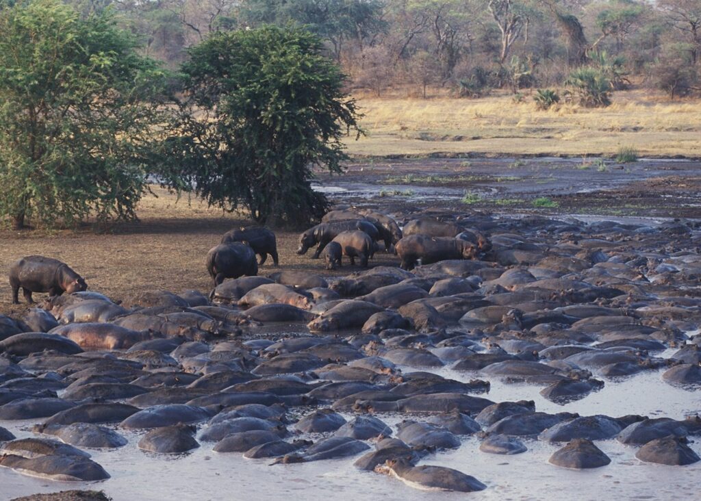 Lake Natron