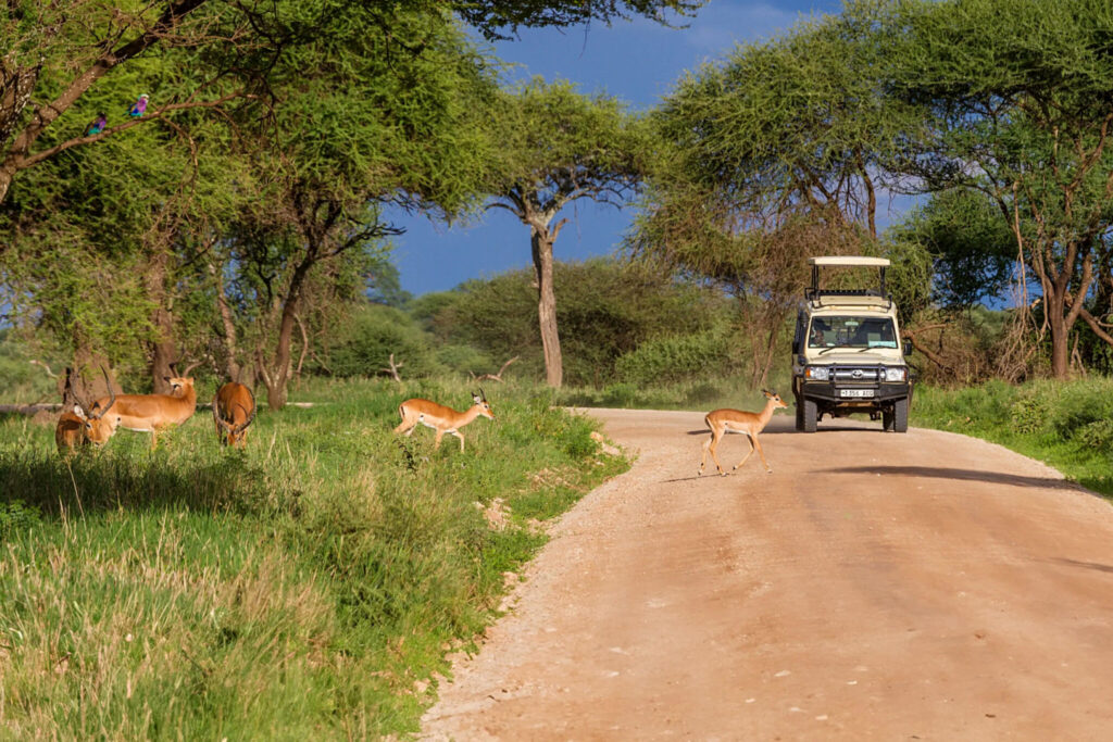 Mkomazi National Park