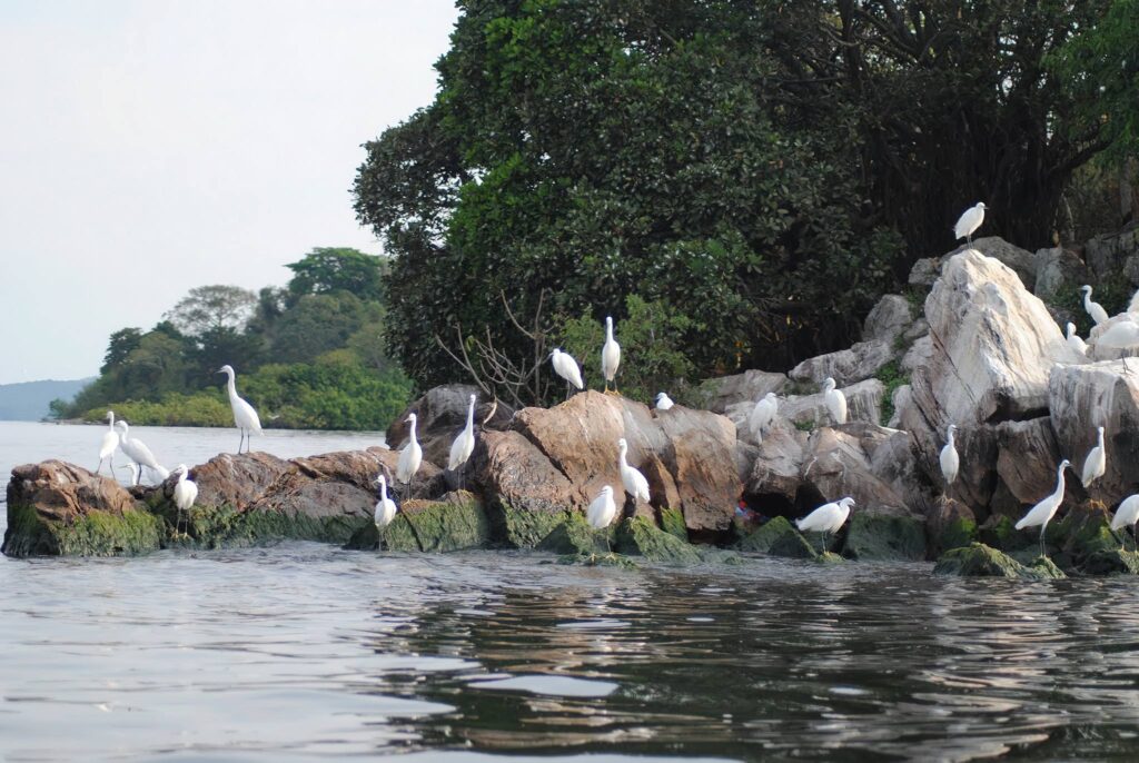 Rubondo Island National Park, Tanzania: The Ultimate Travel Guide