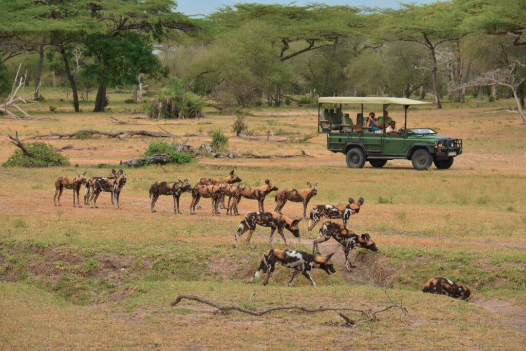 Nyerere National Park, Tanzania: The Ultimate Travel Guide