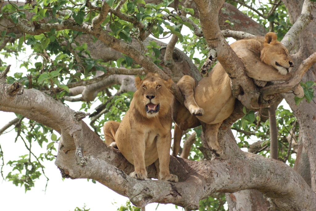Lake Manyara National Park