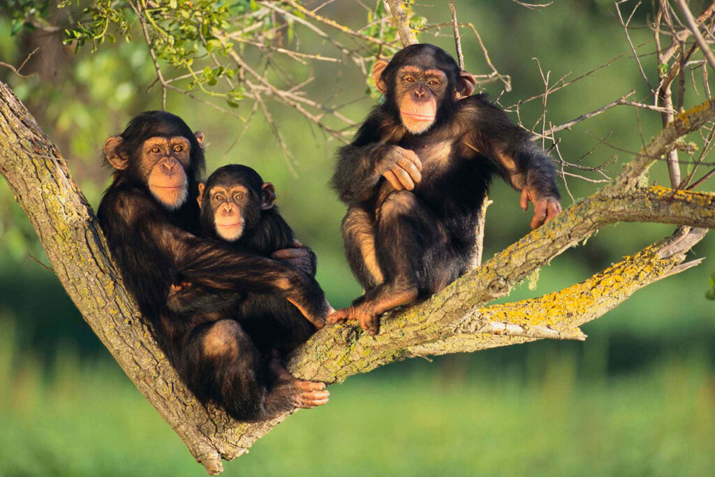 Gombe Stream National Park, Tanzania: The Ultimate Travel Guide