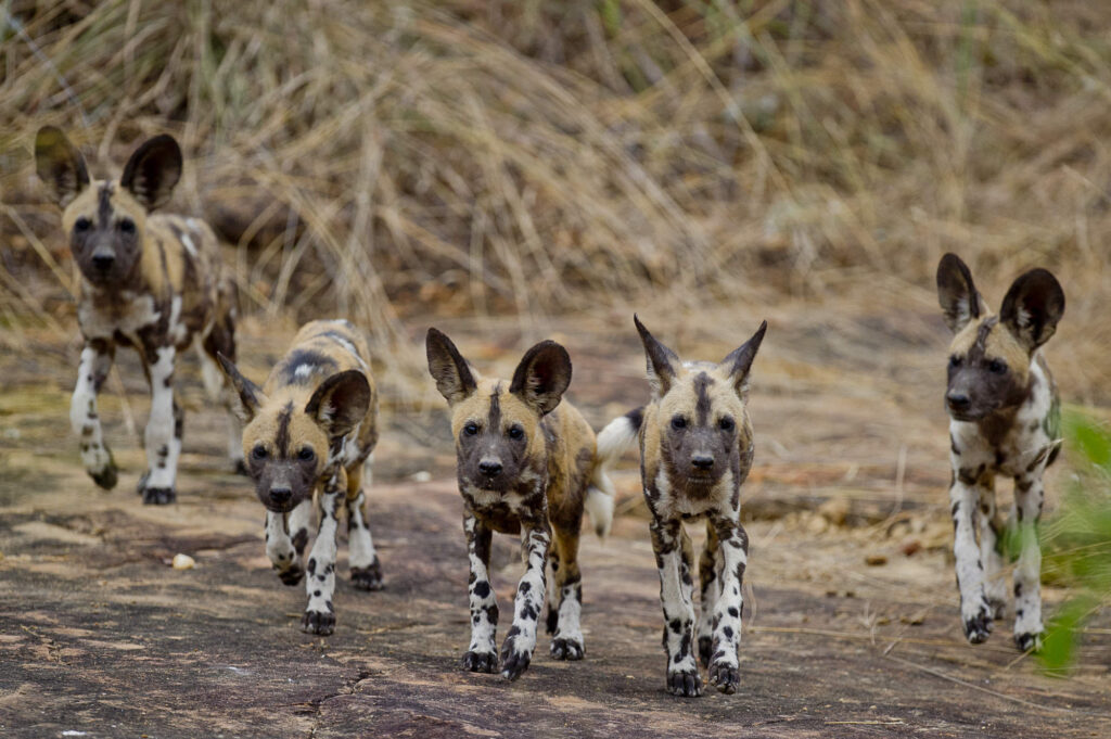 Nyerere National Park, Tanzania: The Ultimate Travel Guide
