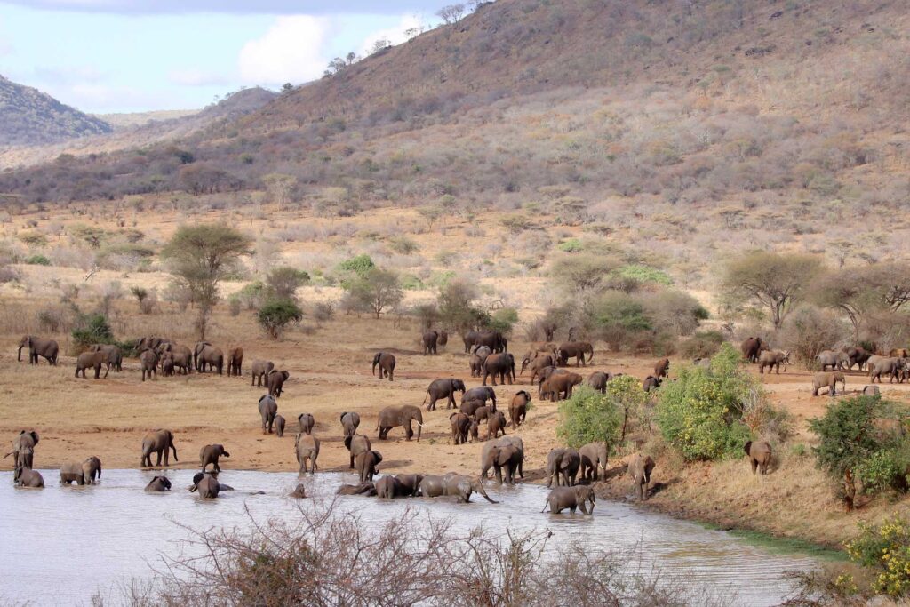 Mkomazi National Park