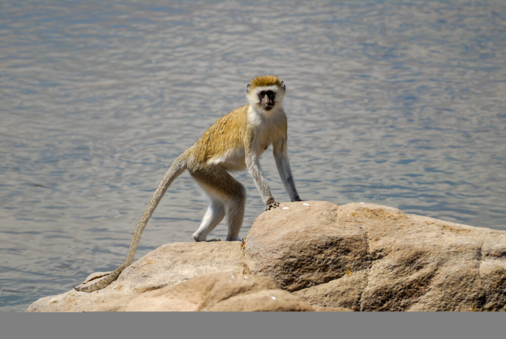 Ruaha National Park