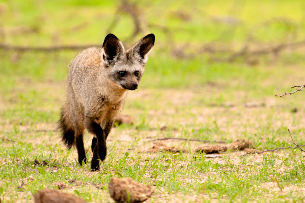 Ruaha National Park