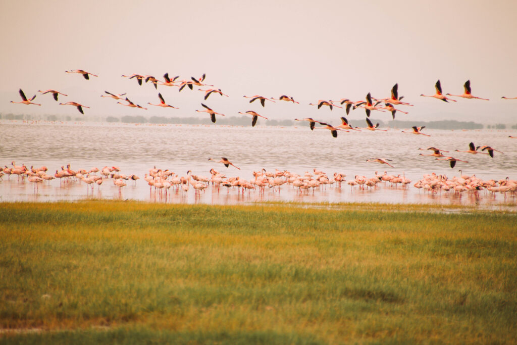 Lake Natron
