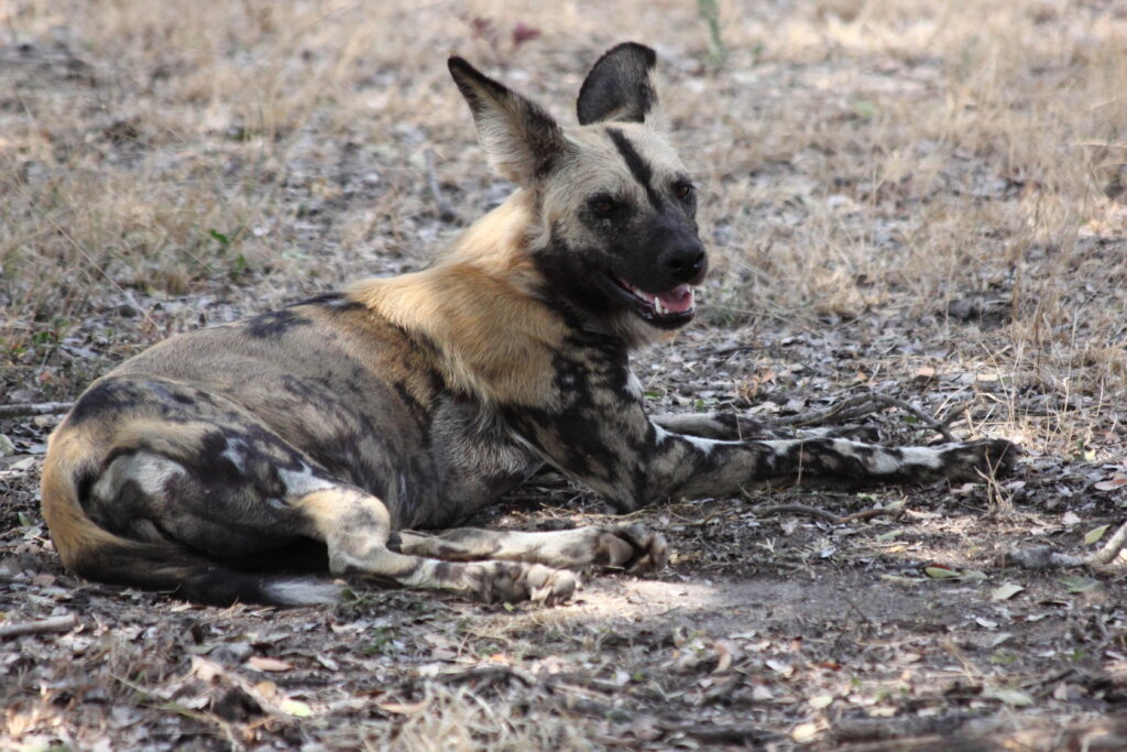 Ruaha National Park