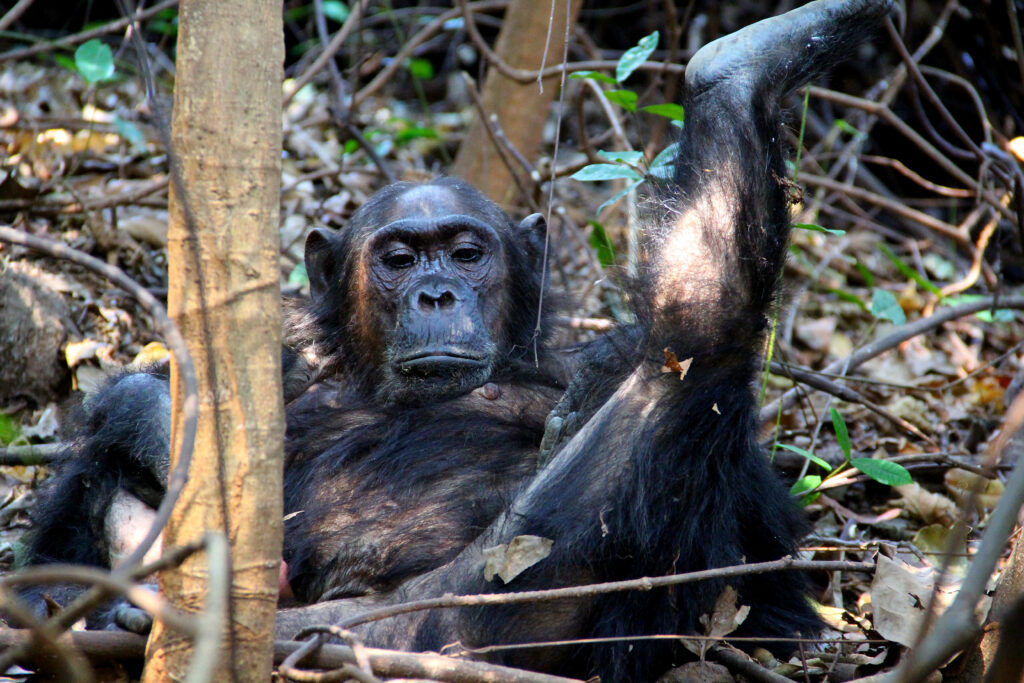 Saadani national park