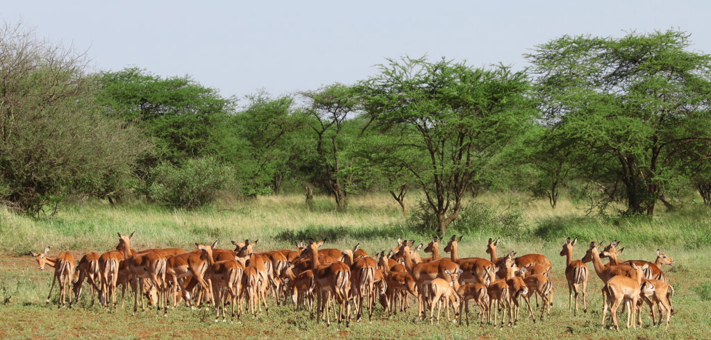 exploring Tarangire National Park