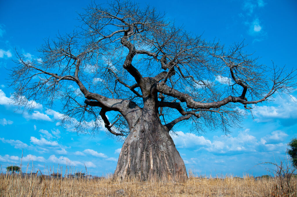 Ruaha National Park