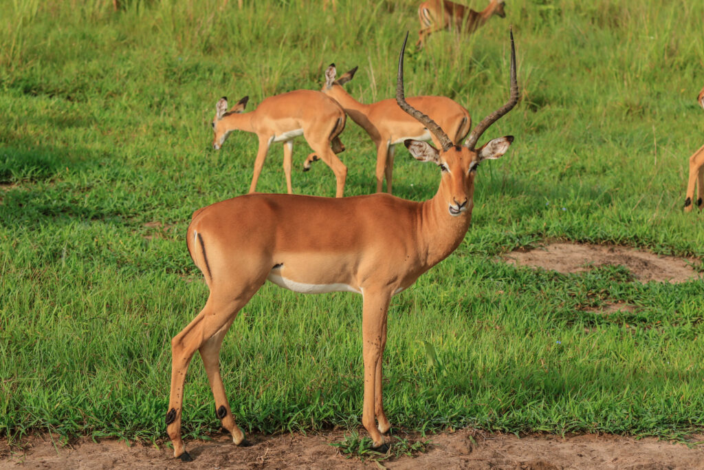 Mikumi National Park