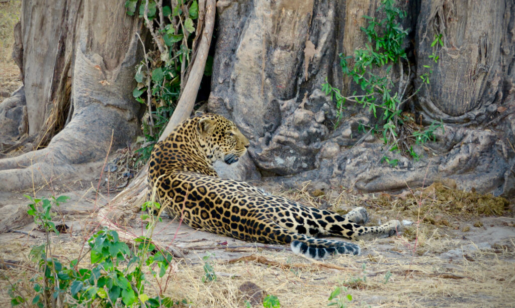 Ruaha National Park