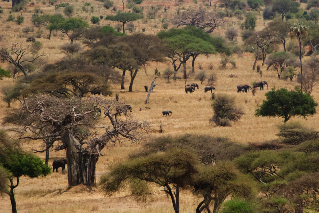 Mikumi National Park