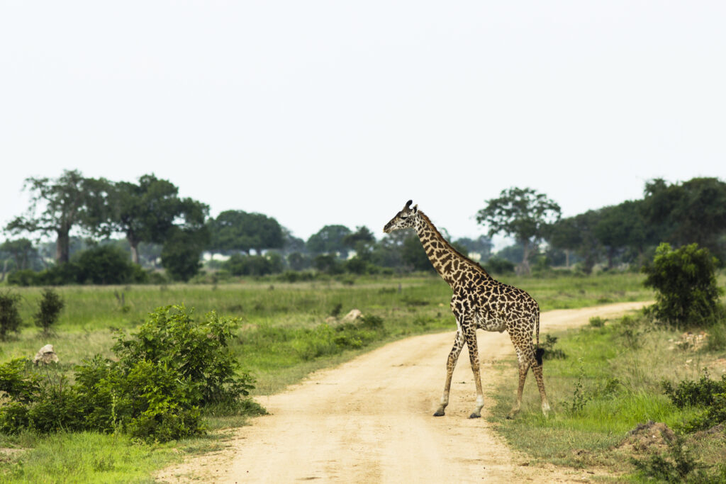 Mikumi National Park