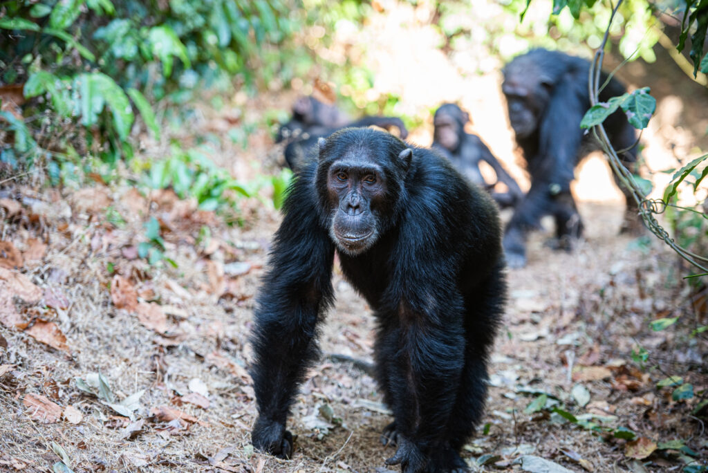 Mahale Mountains National Park, Tanzania: The Ultimate Travel Guide