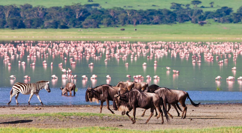 Panoramic view of Ngorongoro Crater from the rim at sunrise