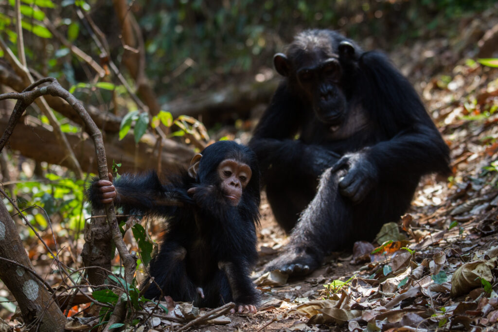 Saadani national park