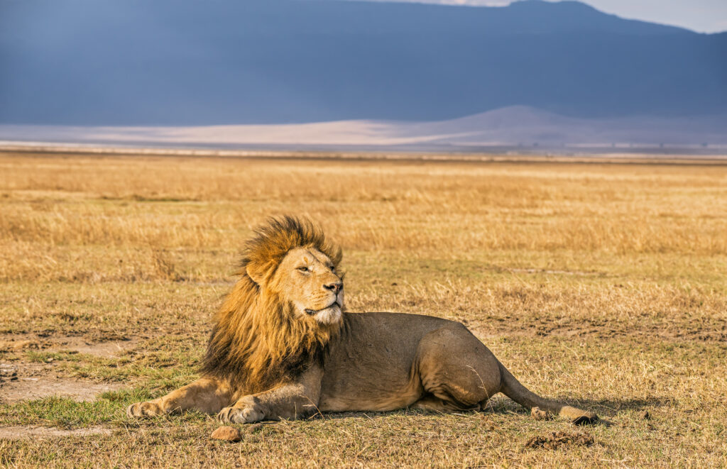 Lions resting on the Ngorongoro Crater floor during dry season