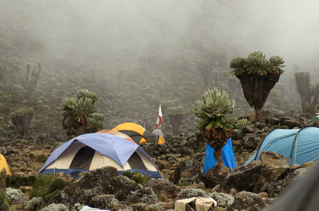 Dense rainforest ecosystem in Kilimanjaro National Park