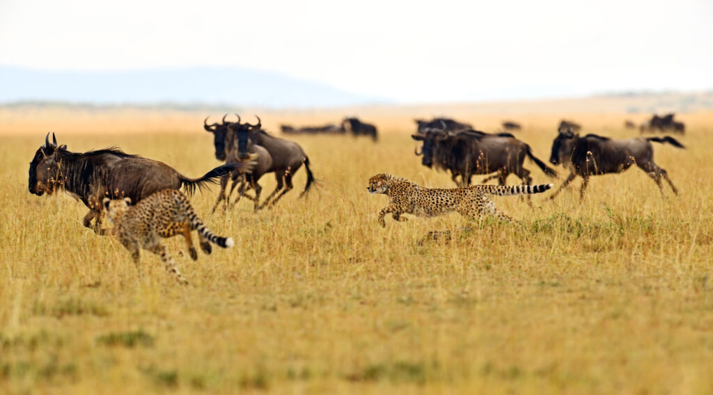 Lions resting near a waterhole in Tarangire National Park