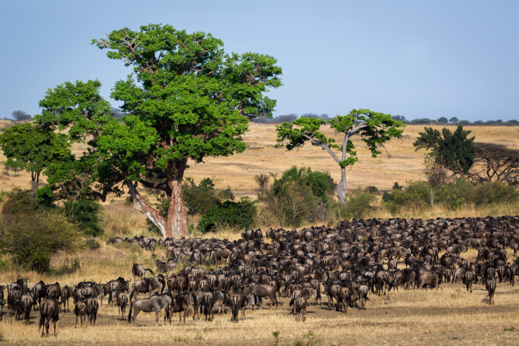 Serengeti National Park