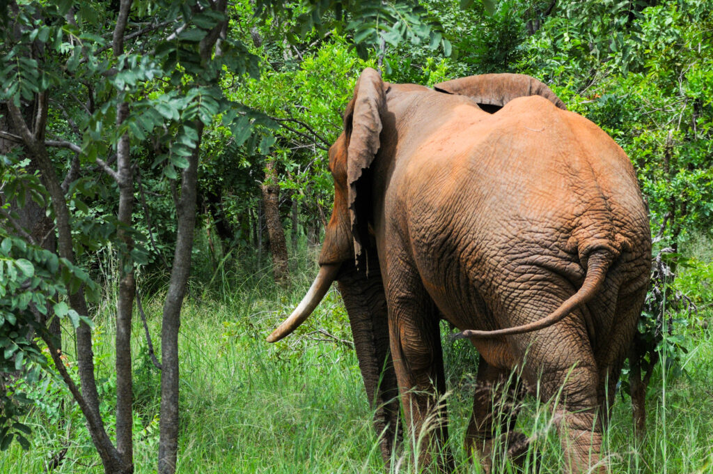 Mikumi National Park