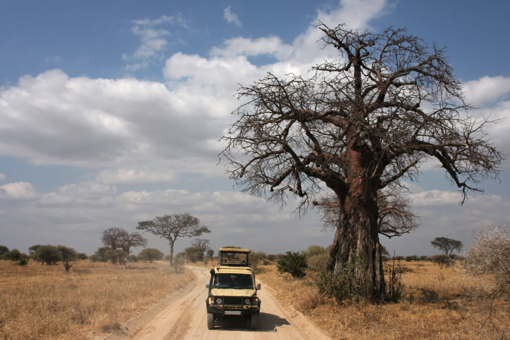 Baobab trees and savannah landscape in Tarangire National Park, Tanzania
