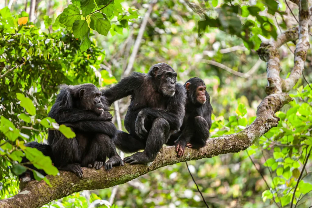 Gombe Stream National Park, Tanzania: The Ultimate Travel Guide