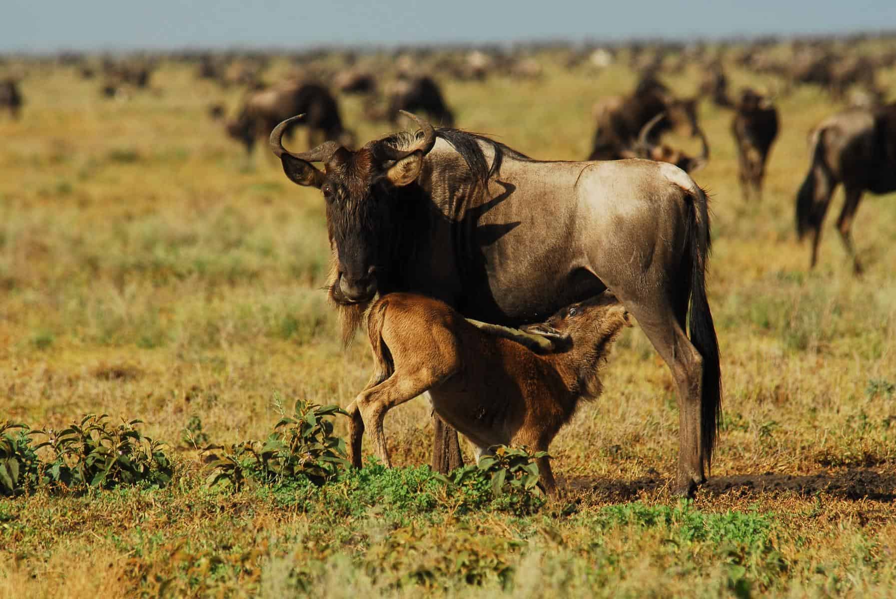 Migration & Cultural Wonders