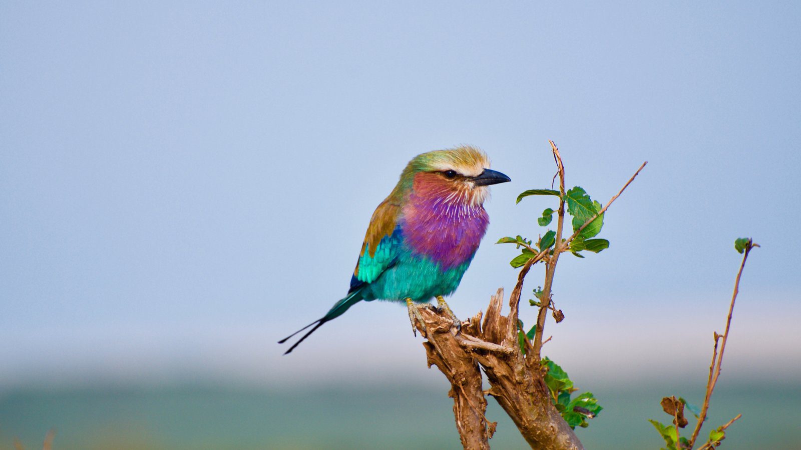 Bird Watching