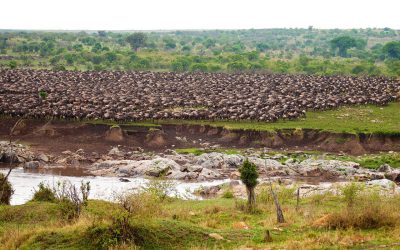 iStock_Tanzania_Serengeti_MigrationRiver2
